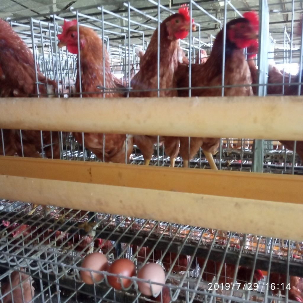 ফার্মের কোন জীবাণূ কোন জীবাণুনাশকের প্রতি সেনসিটিভ