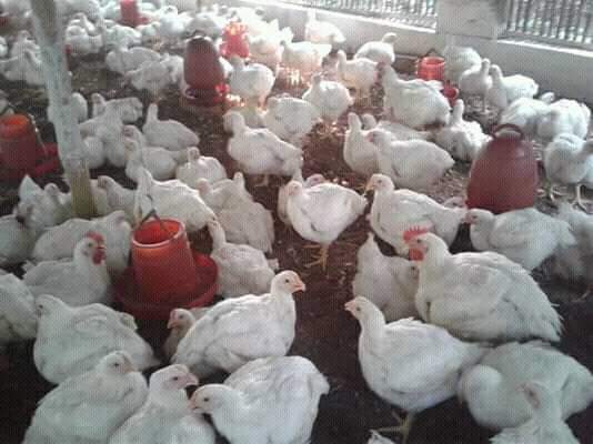 মুরগির ইমোনিটি,ইমোনোসাপ্রেশন