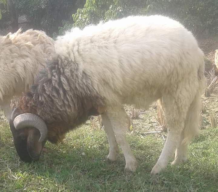 ভেড়ার সম্বাবনা