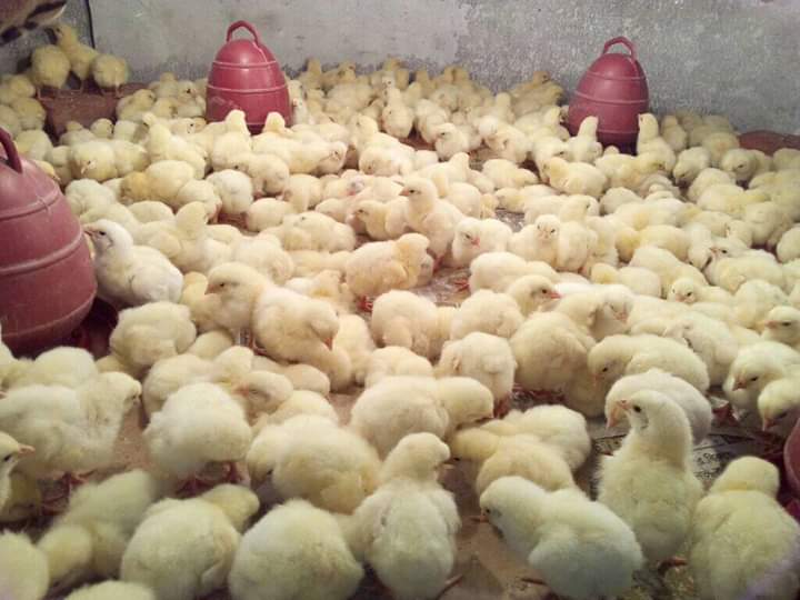 ব্যাক্টেরিওস্ট্যাটিক ও ব্যাটেরিওসাইডাল এন্টিবায়োটিক