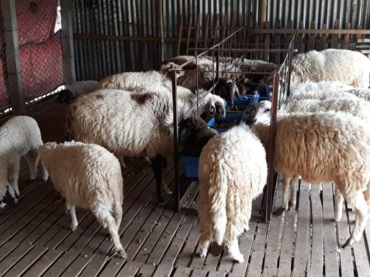 ছাগল/ভেড়া নির্বাচন