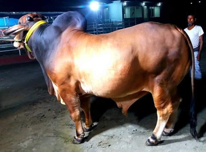 গরু নির্বাচন