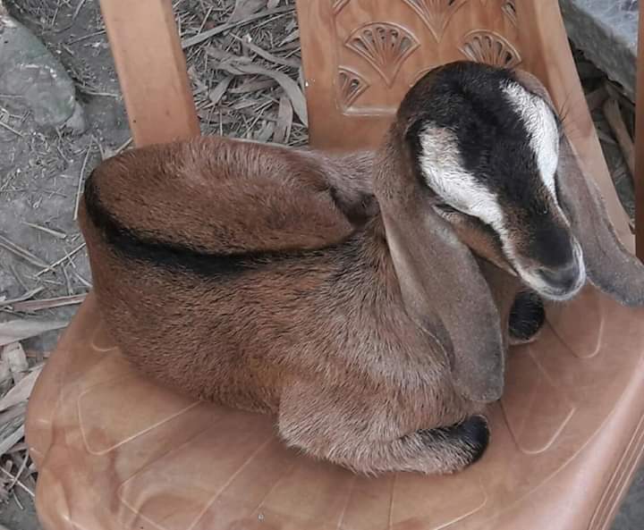 শীতকালে ছাগল/ভেড়াকে নিরাপদ রাখার উপায়