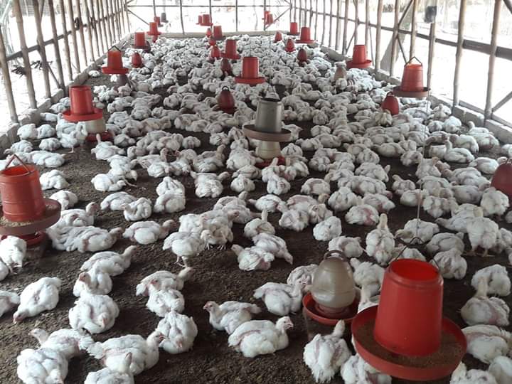 পোল্ট্রি পালন করে কোটিপতি