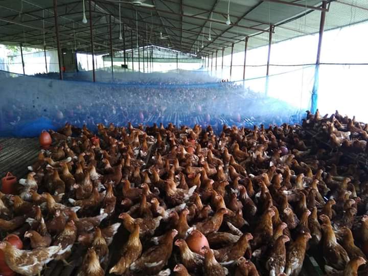 লেয়ার গ্রোয়ার পালন