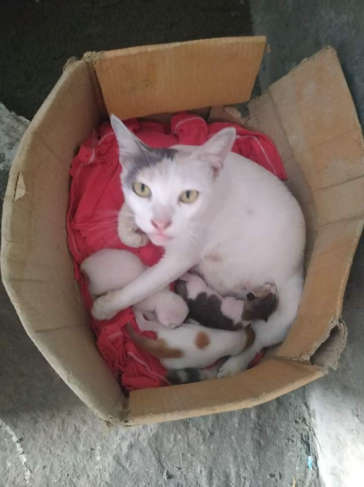 যে খাবার খেলে বিড়াল মারা যেতে পারে।