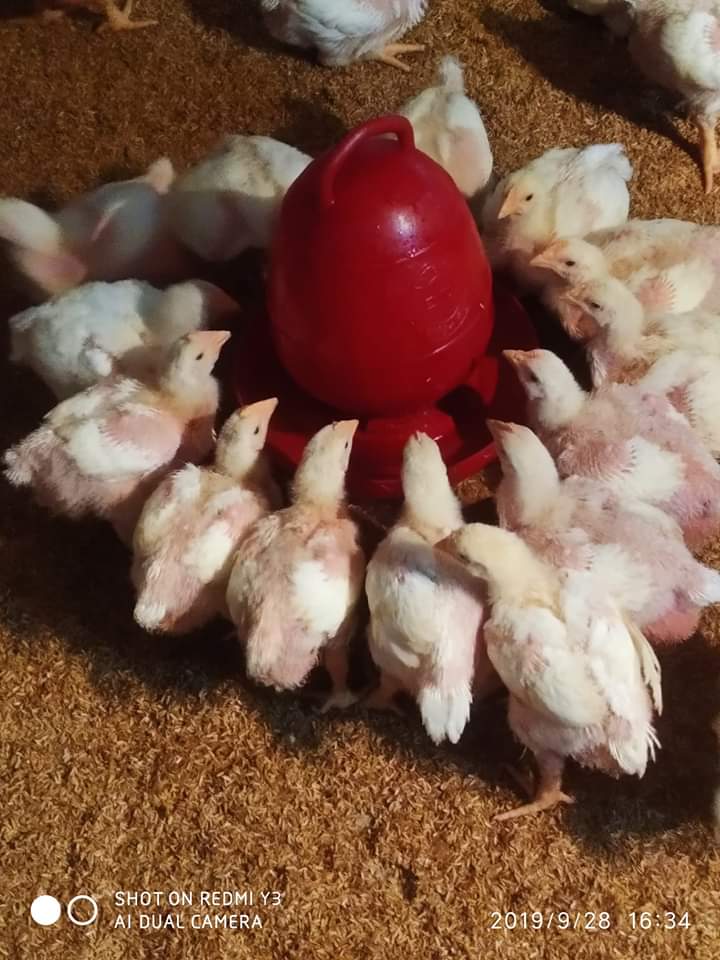 এন্টাগনিজম এবং সিনারজেস্টিকস এন্টিবায়োটিস