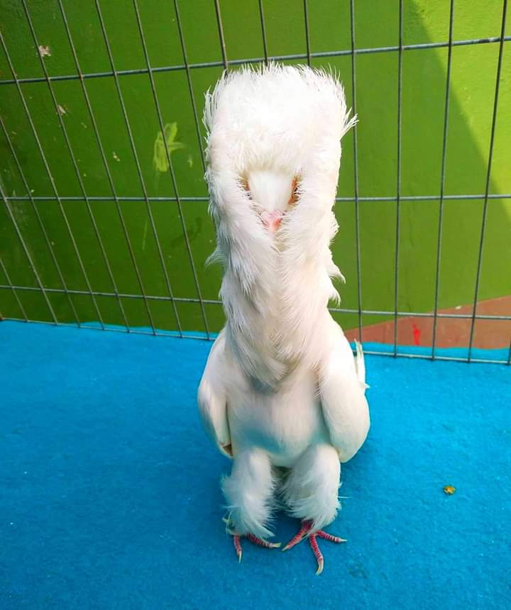 কবুতরের গ্রিট/পাথর