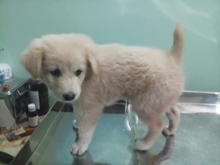 ক্যানাইন হেপাটাইটাইটিস