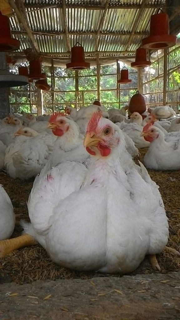 কোন এন্টিবায়োটিকের সাথে পি এইচ দেয়া যায়