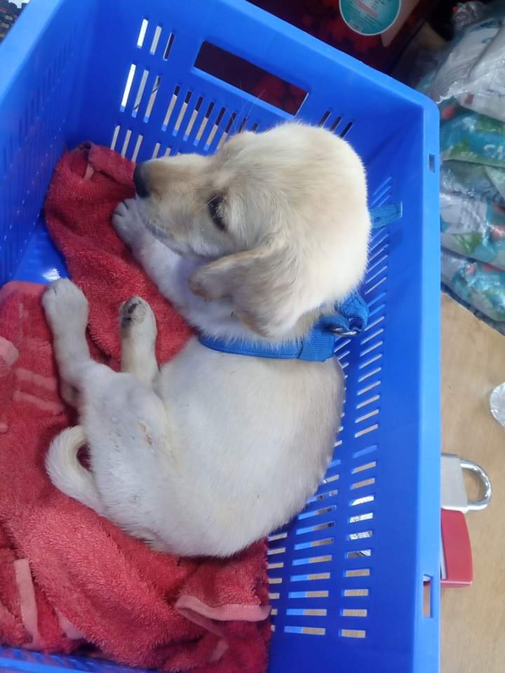 কুকুরের পার্বোভাইরাস