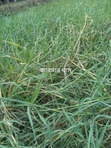 কয়টা গরুর জন্য কত টুকু জায়গায় ঘাস চাষ করতে হবে।