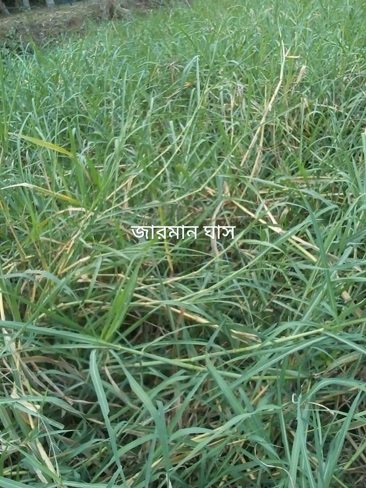 কয়টা গরুর জন্য কত টুকু জায়গায় ঘাস চাষ করতে হবে।