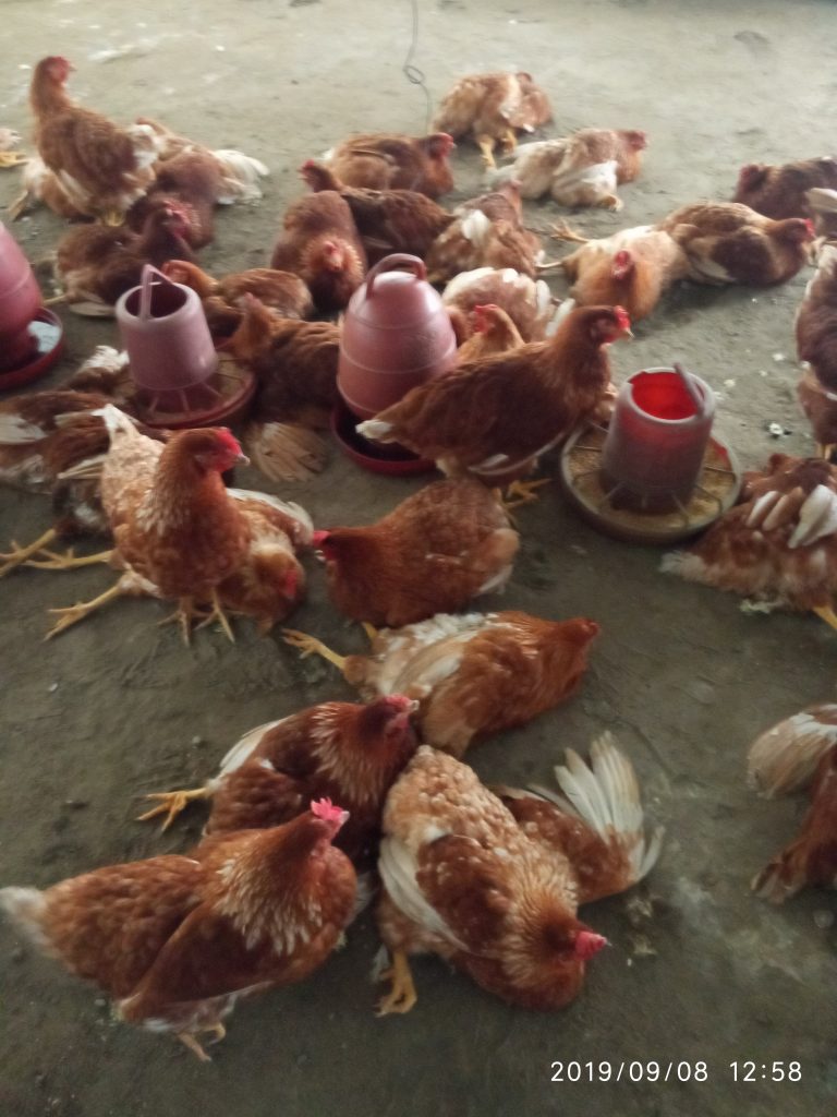 রোগের ইনকোবেশন পিরিয়ড