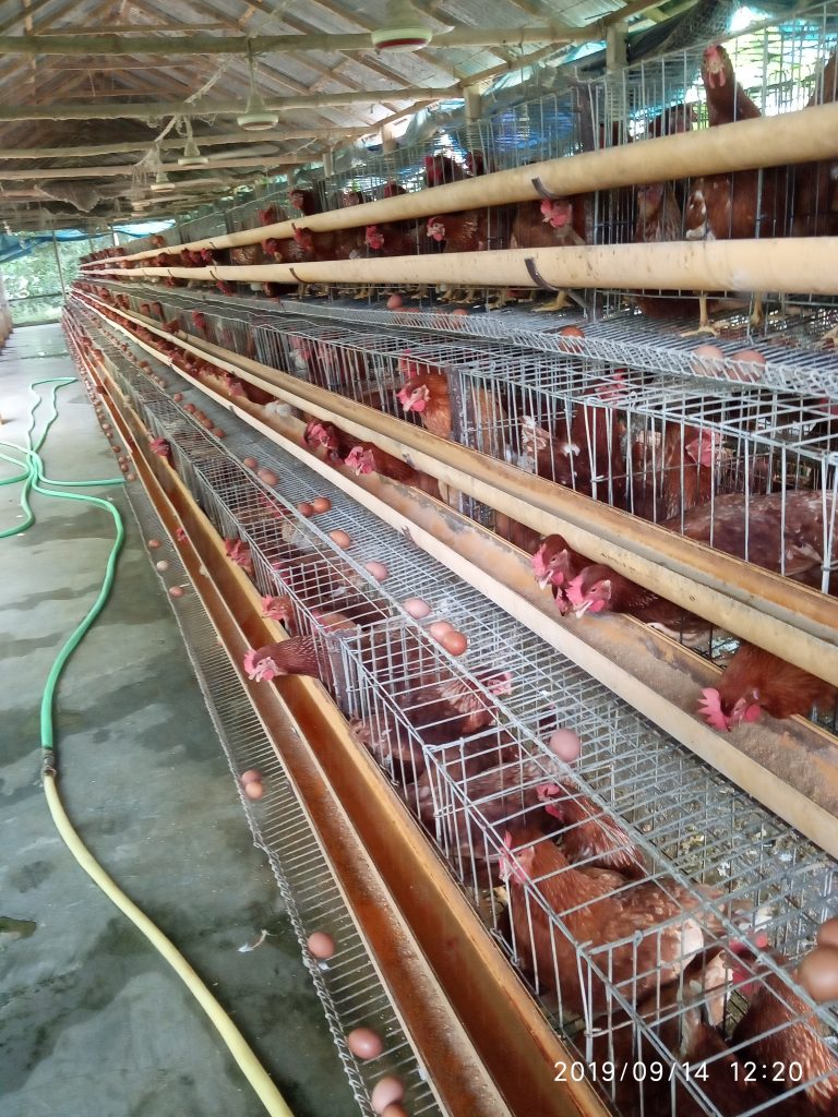 শেডের এবং খাঁচার মাপ ও খরচ