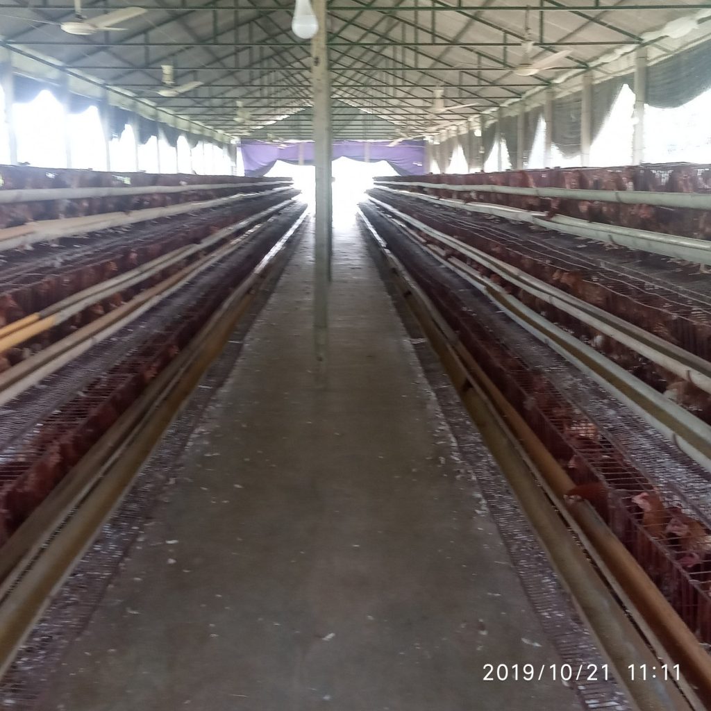 কোন সিজনে কোন রোগ হয়