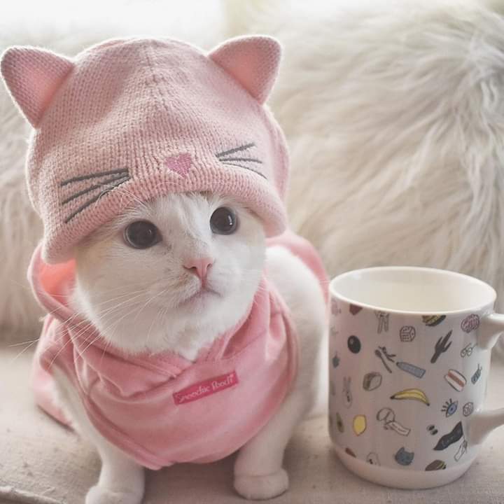 যে ১০টি লক্ষণ দেখে বুঝা যাবে বিড়াল্টি অসুস্থ