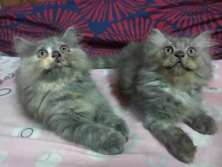 কি কি করলে বিড়ালের বমি হয় না।