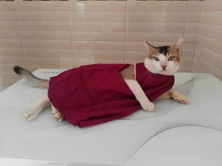 বিড়ালের ফেলাইন লিউকোমিয়া রোগ