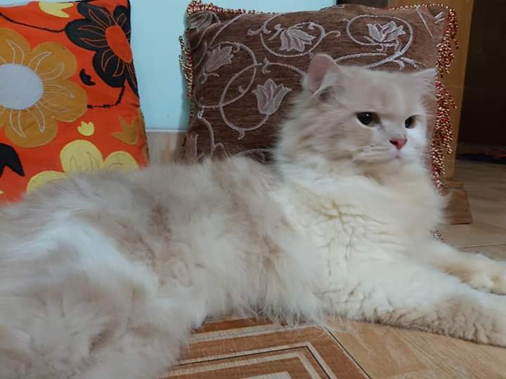 বিড়ালের লিটার