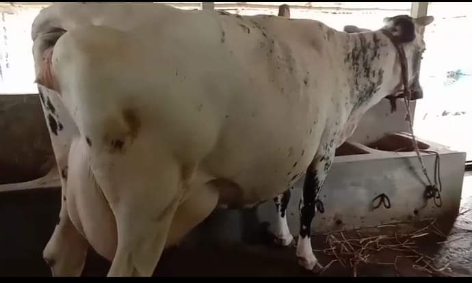 গবাদী পশুর ফার্ম লাভজনক করার উপায়