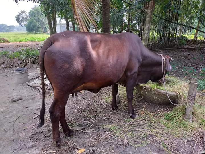 গরুর ওজনের সাথে খাবারের হিসাব