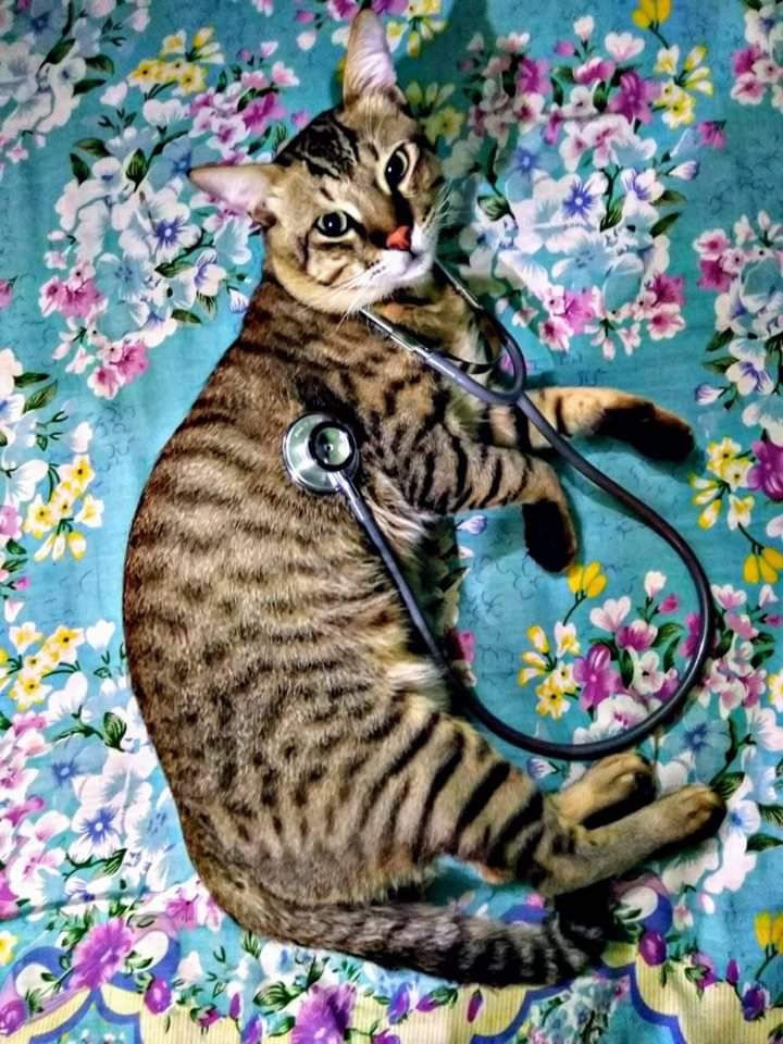 বিড়ালের দাদ রোগ