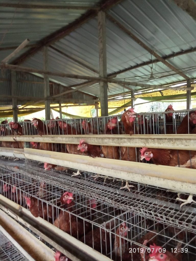 পোল্ট্রি প্যাক্টিস করতে হলে যেসব বিষয়ে দক্ষতা থাকা ভাল