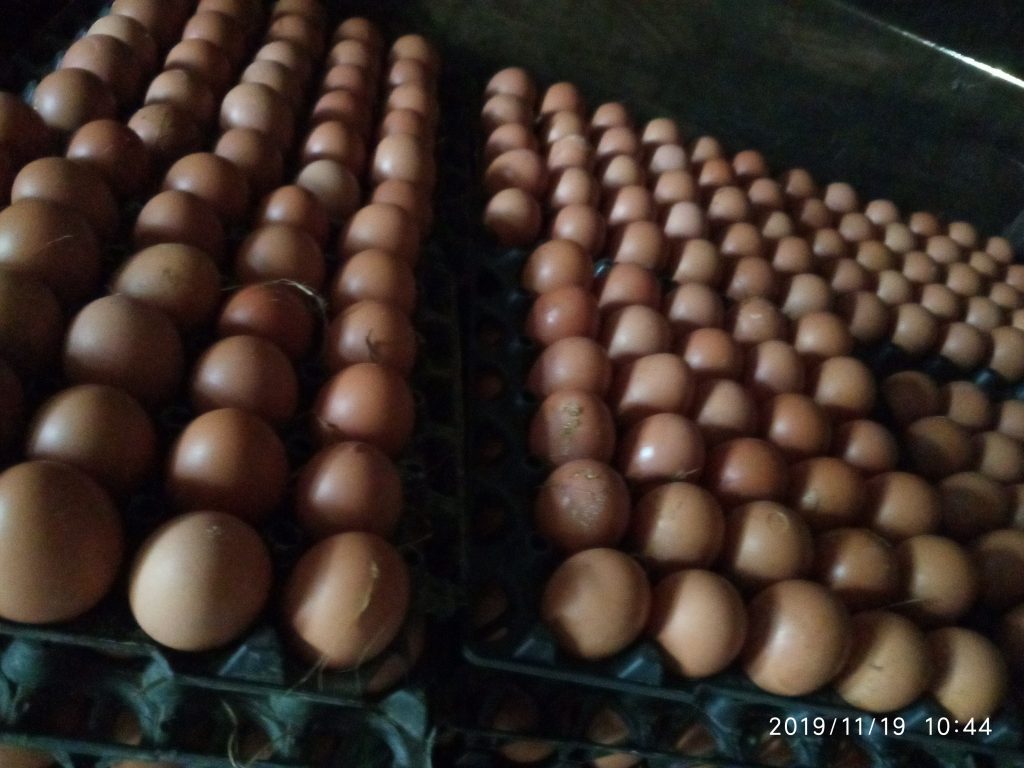 কোন উপায়ে ডিম খেলে ওজন কমে