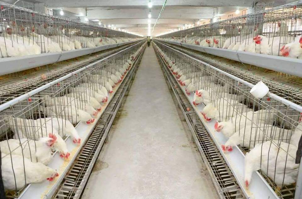 পোল্ট্রিতে জৈব টেকনোলজি