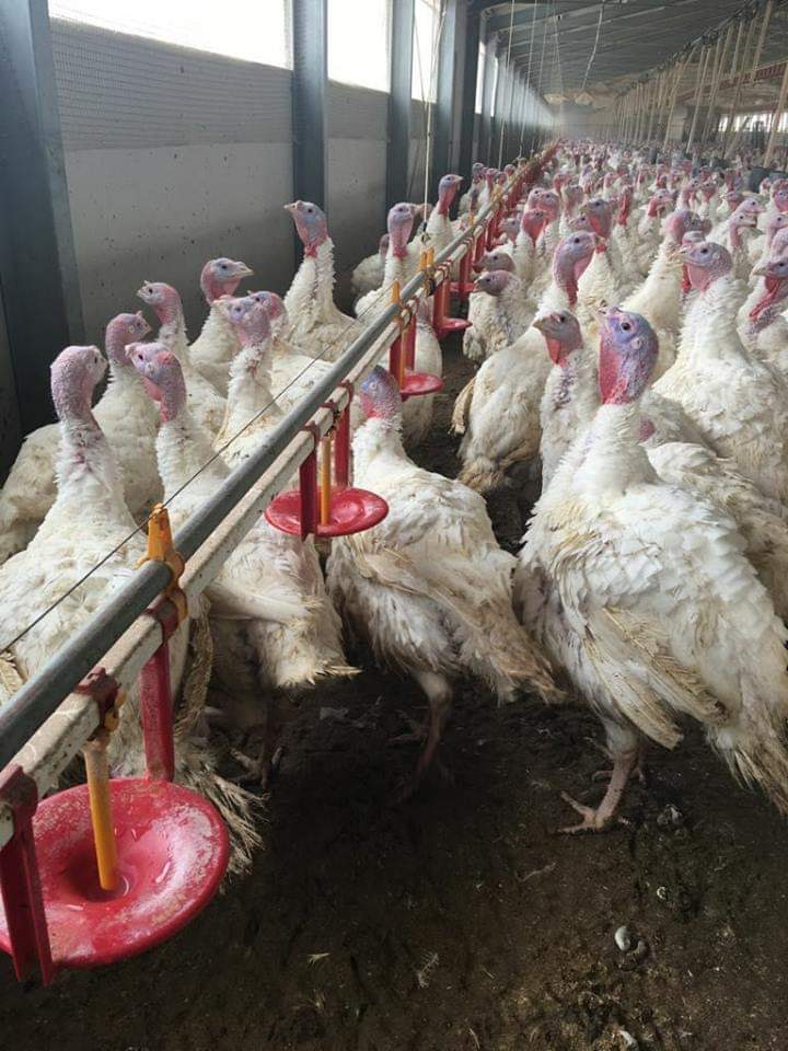 টার্কির খাবার ব্যবস্থাপনা,বয়স অনুযায়ী জায়গা, খাবার ও পানির পাত্র সহ