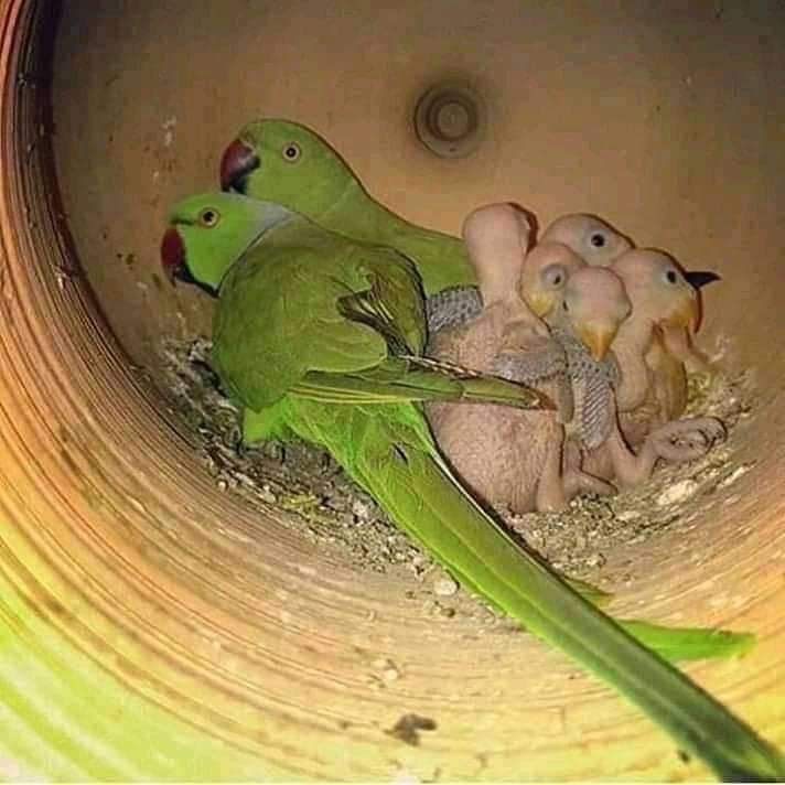 পোষা পাখির বাচ্চাকে হ্যান্ড ফিডিং এবং করণীয়ঃ