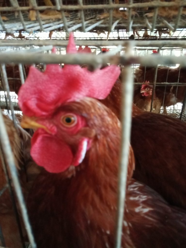 দক্ষ হতে হলে কি জানতে হবে এবং কিভাবে প্যাক্টিস করতে হবে