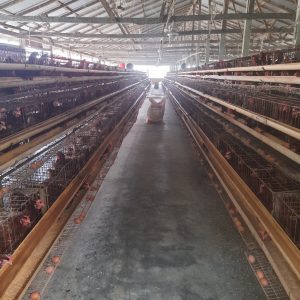 লেয়ার ট্রেনিং