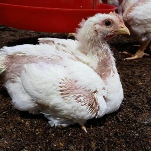 সার্ভিস