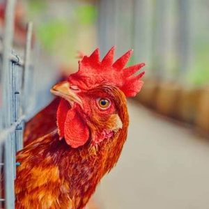 লেয়ার খামারের জন্য মাসিক অনলাইন ভেট সাপোর্ট (WhatsApp & Video Call)