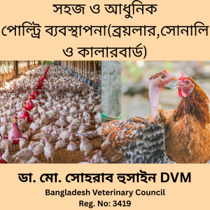 পোল্ট্রি খামারে ব্রয়লার মুরগি